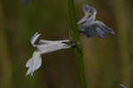 Florida lobelia